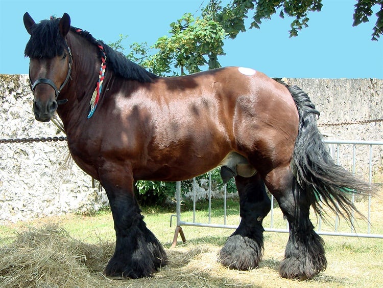 ardennes draft horse