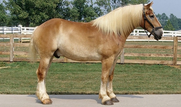 belgian draft horse