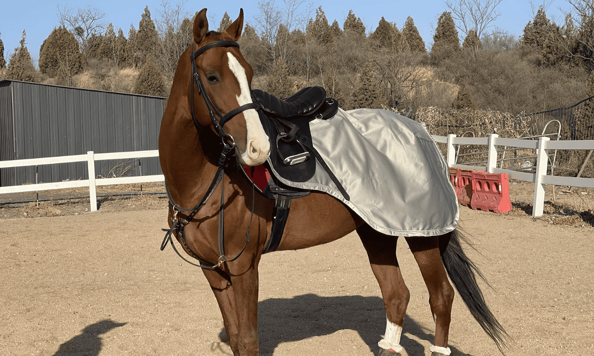Best Quarter Sheets for Horses A Cozy Take On Your Horse’s Hindquarters