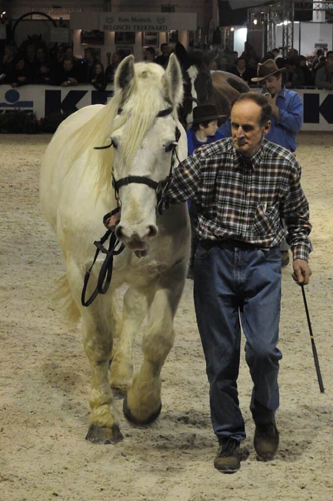 boulonnais draft horse