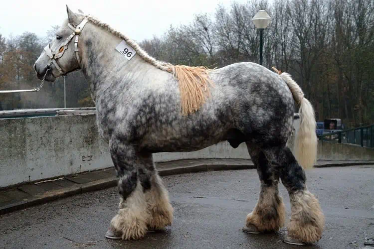 brabant draft horse