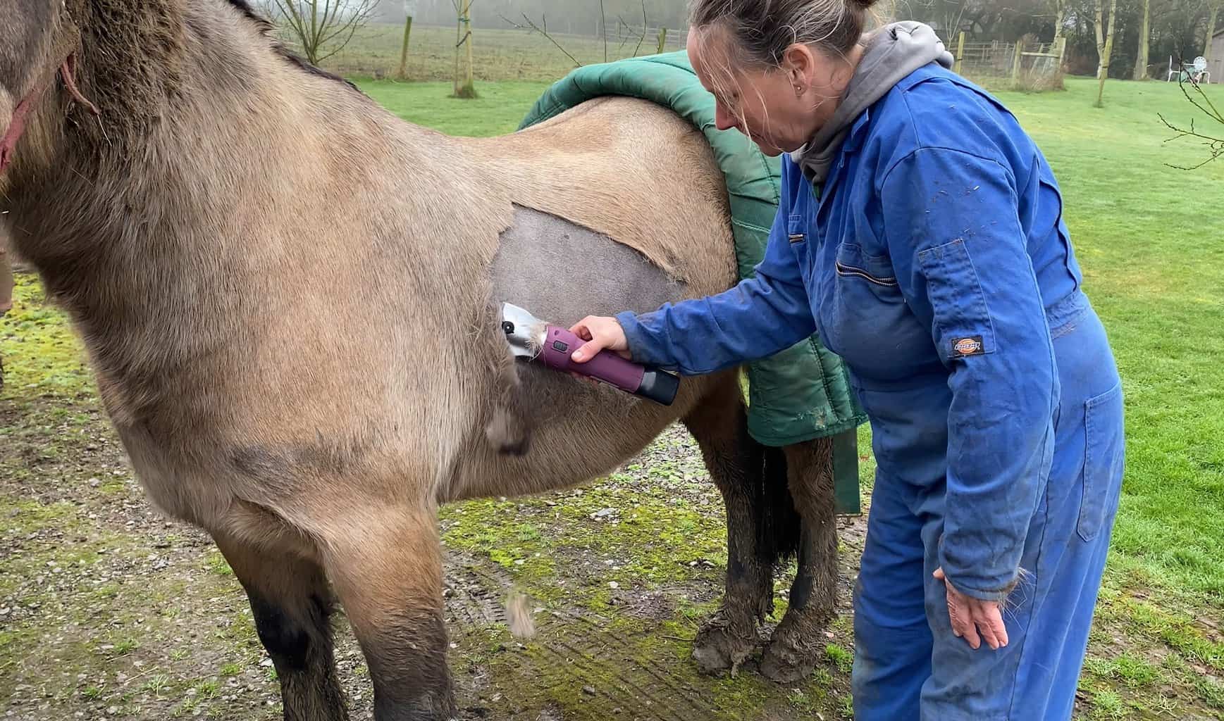 clipping horse