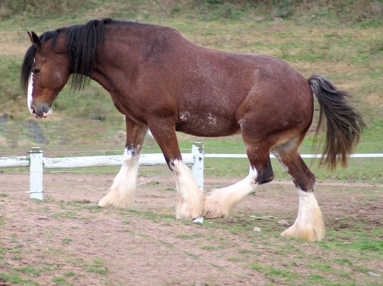 clydesdale draft horse