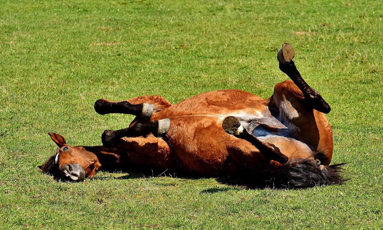 Colic Horse