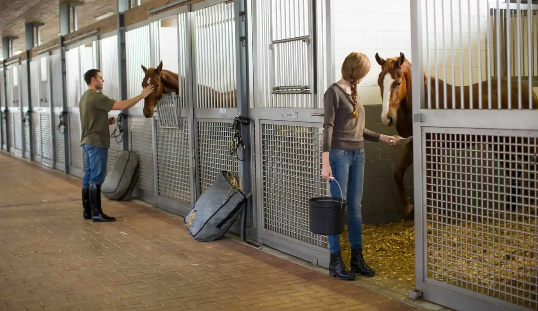 Concentrate To Feed Horse