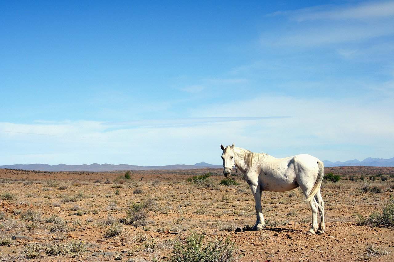 dehydrated horse