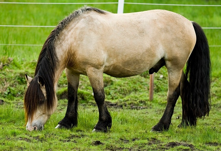 dole gudbrandsdal draft horse