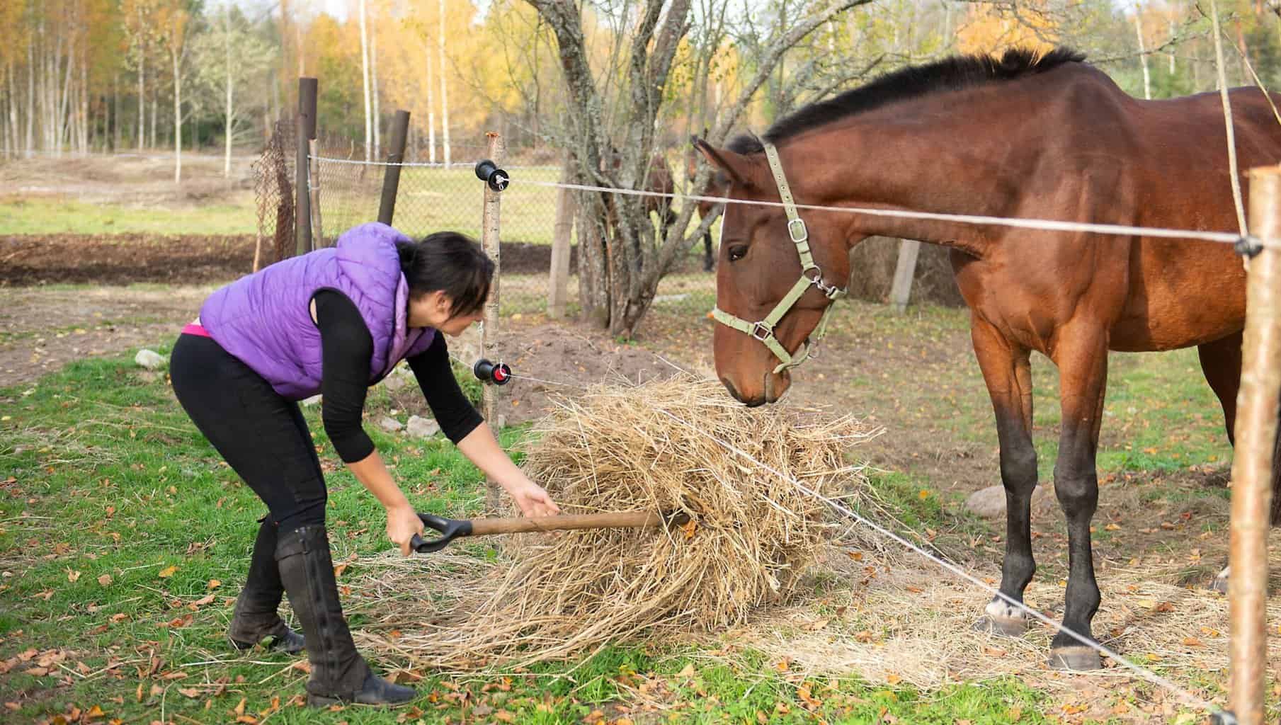 Farmer Feeds A Brown Horse