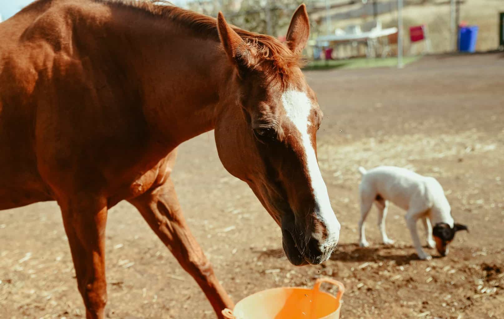 Choke in horses  Horse & Hound's veterinary library