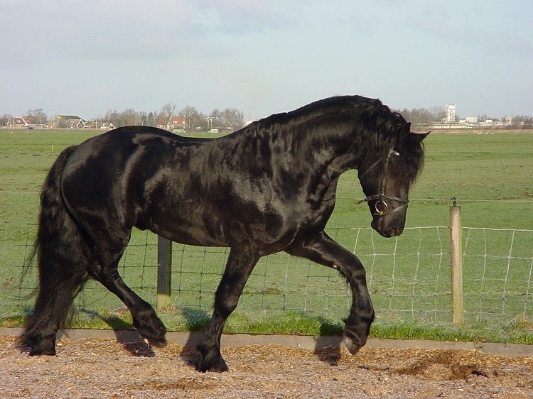 friesian horse draft horse