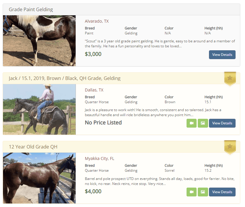 grade horses for sale