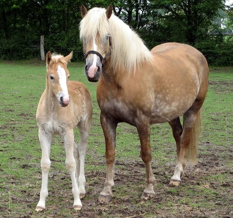 haflinger draft horse