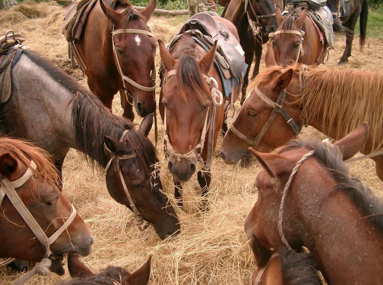 hay for horses