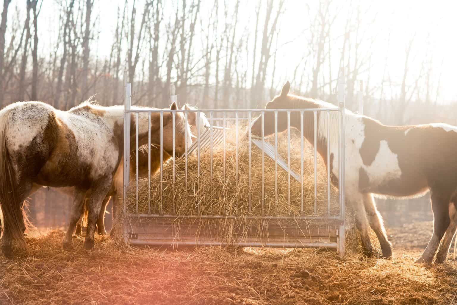 hay storage for horse