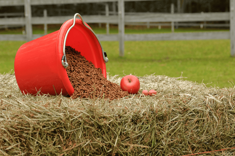 horse feed bucket