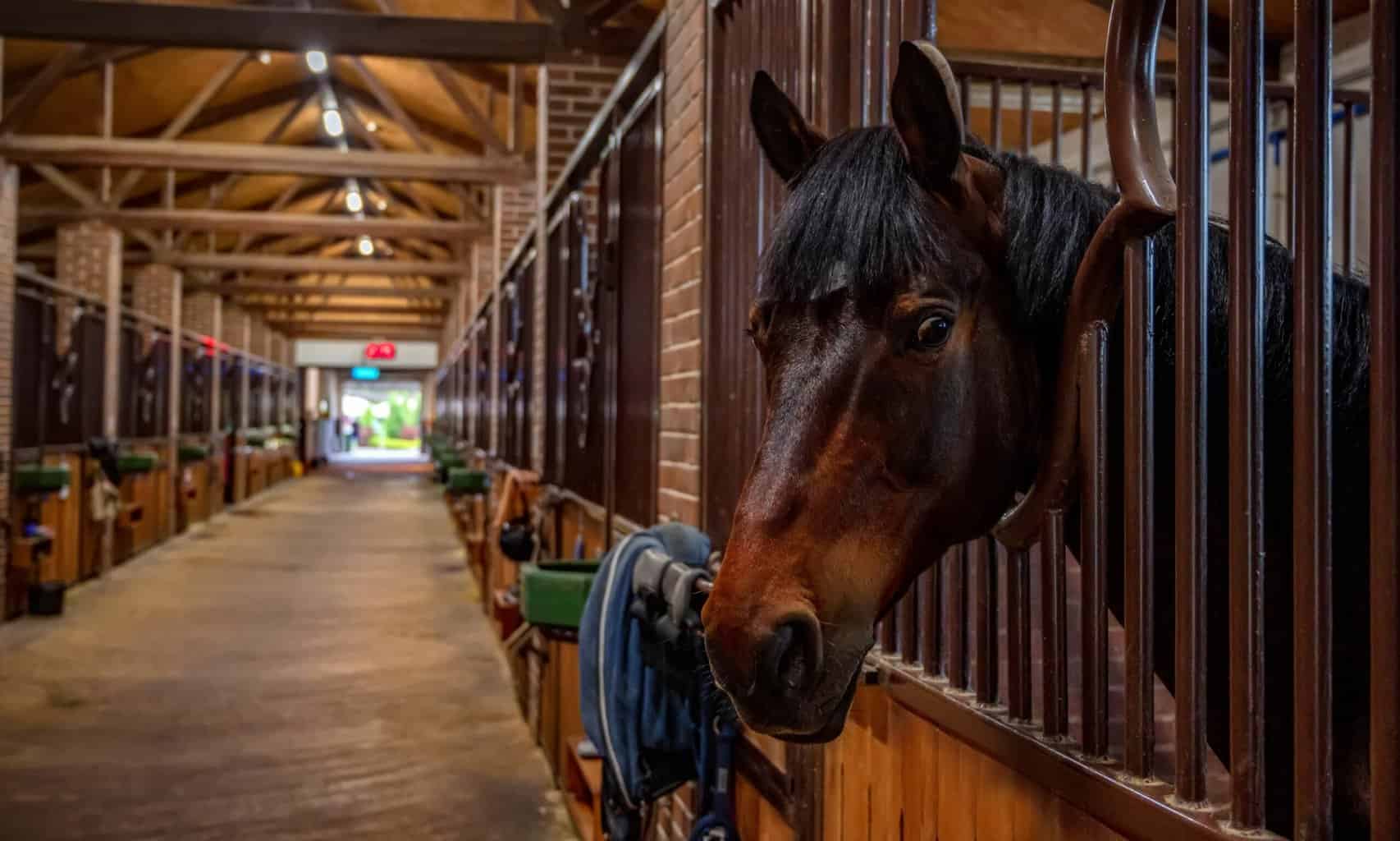 Horse In Stable