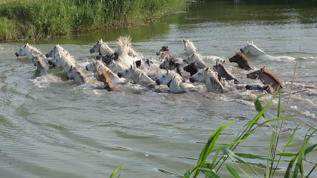 Horse Swimming