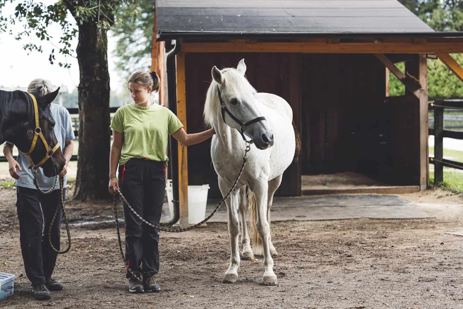 How to Train a Horse - The Horse and Stable