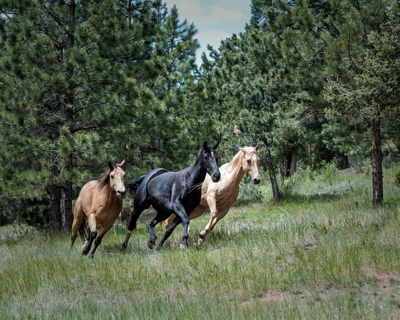 horses running