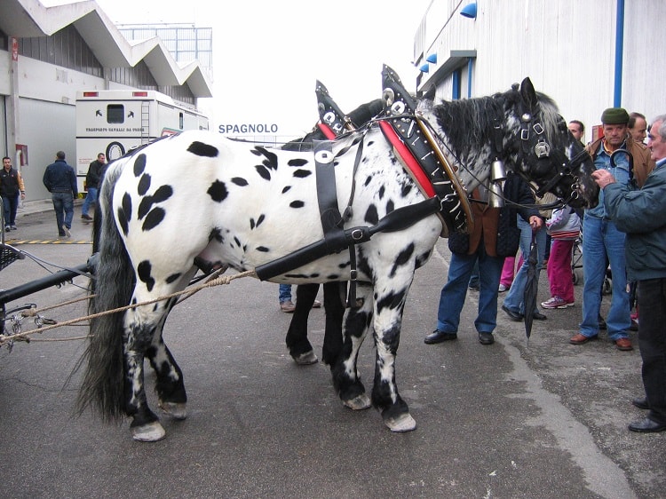 noriker draft horse