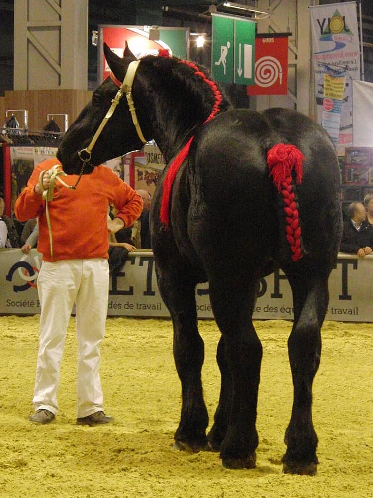 percheron draft horse