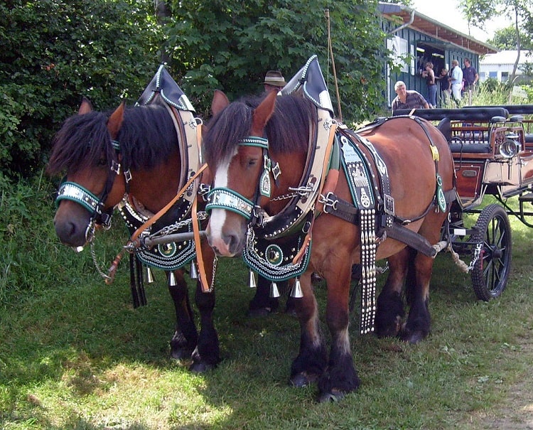 rhenish german coldblood draft horse