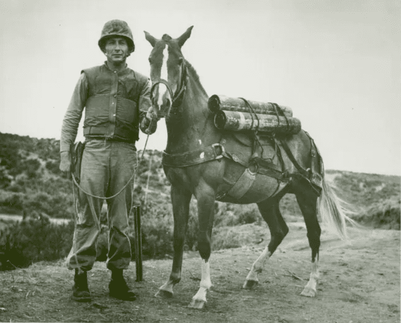 sgt reckless horse