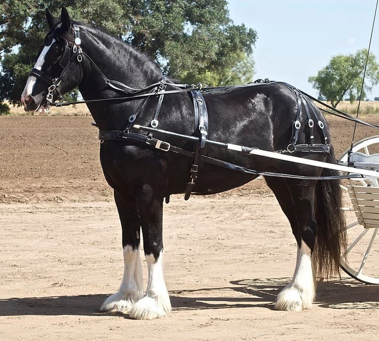 shire draft horse