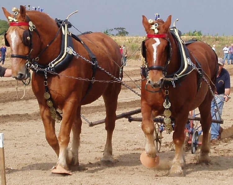 suffolk punch draft horse