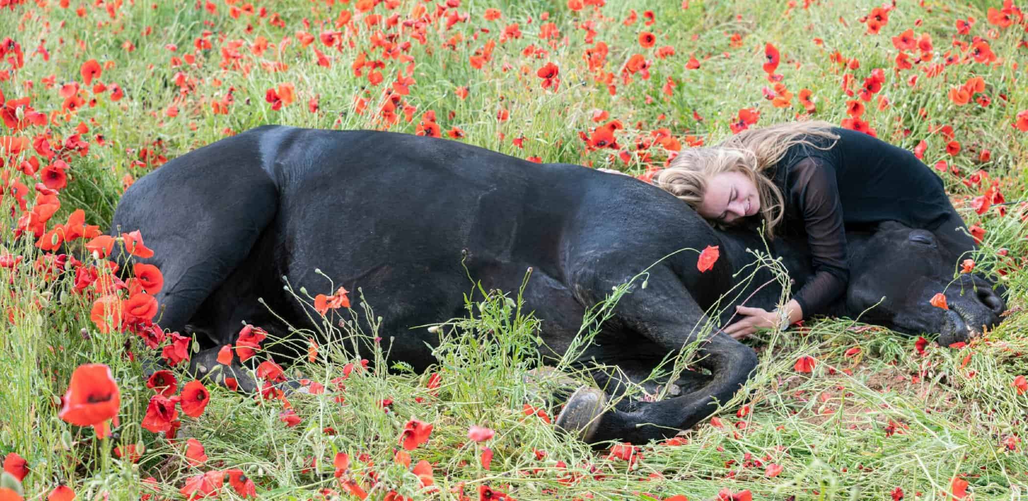 When to Call the Vet collapsed horse