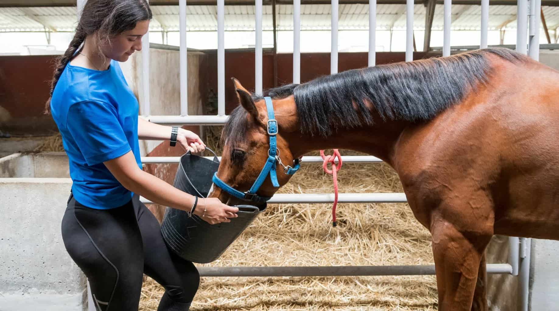 Choke in horses  Horse & Hound's veterinary library