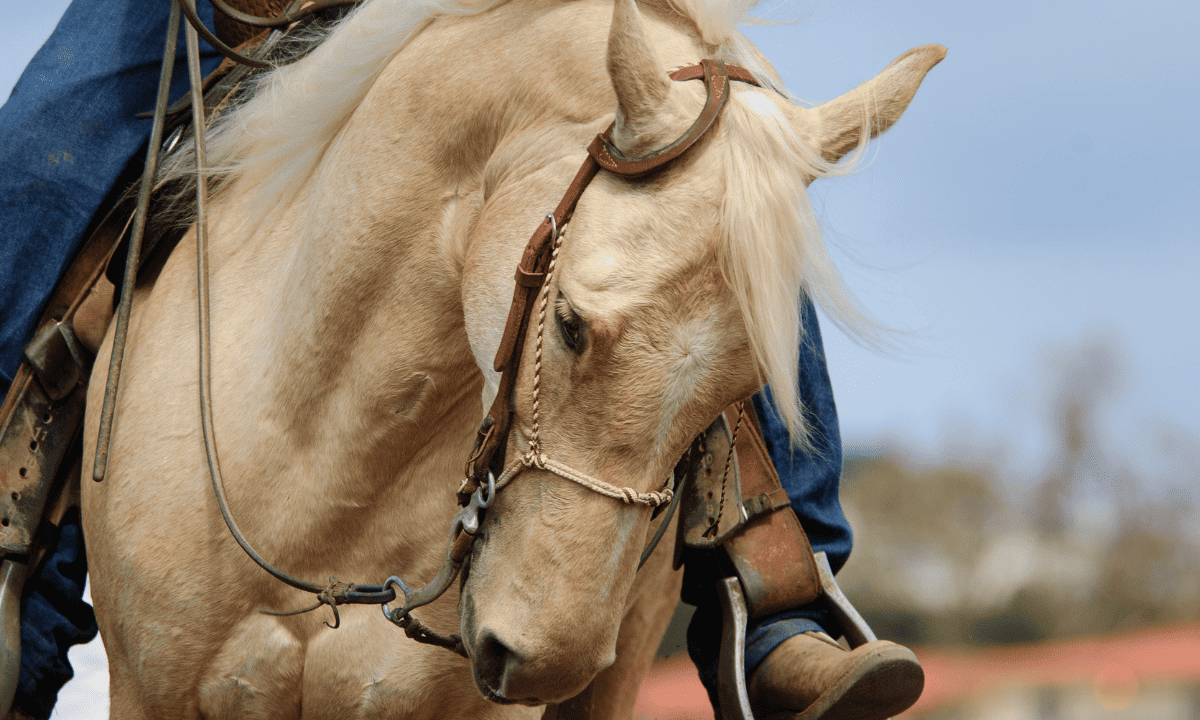 Worst Horse Breeds for Beginners The Horse and Stable