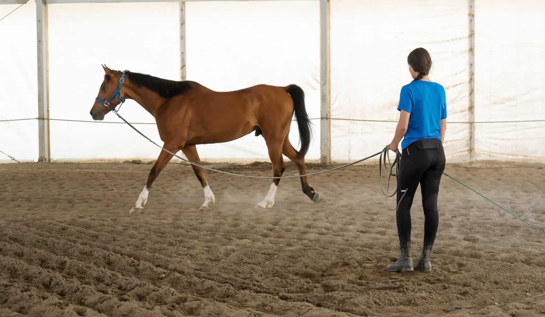 Young Woman Exercising Her Horse