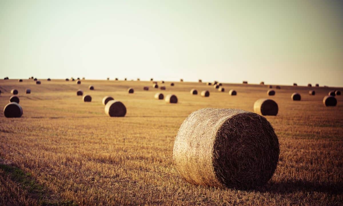 How Much Does a Bale of Hay Cost The Horse and Stable