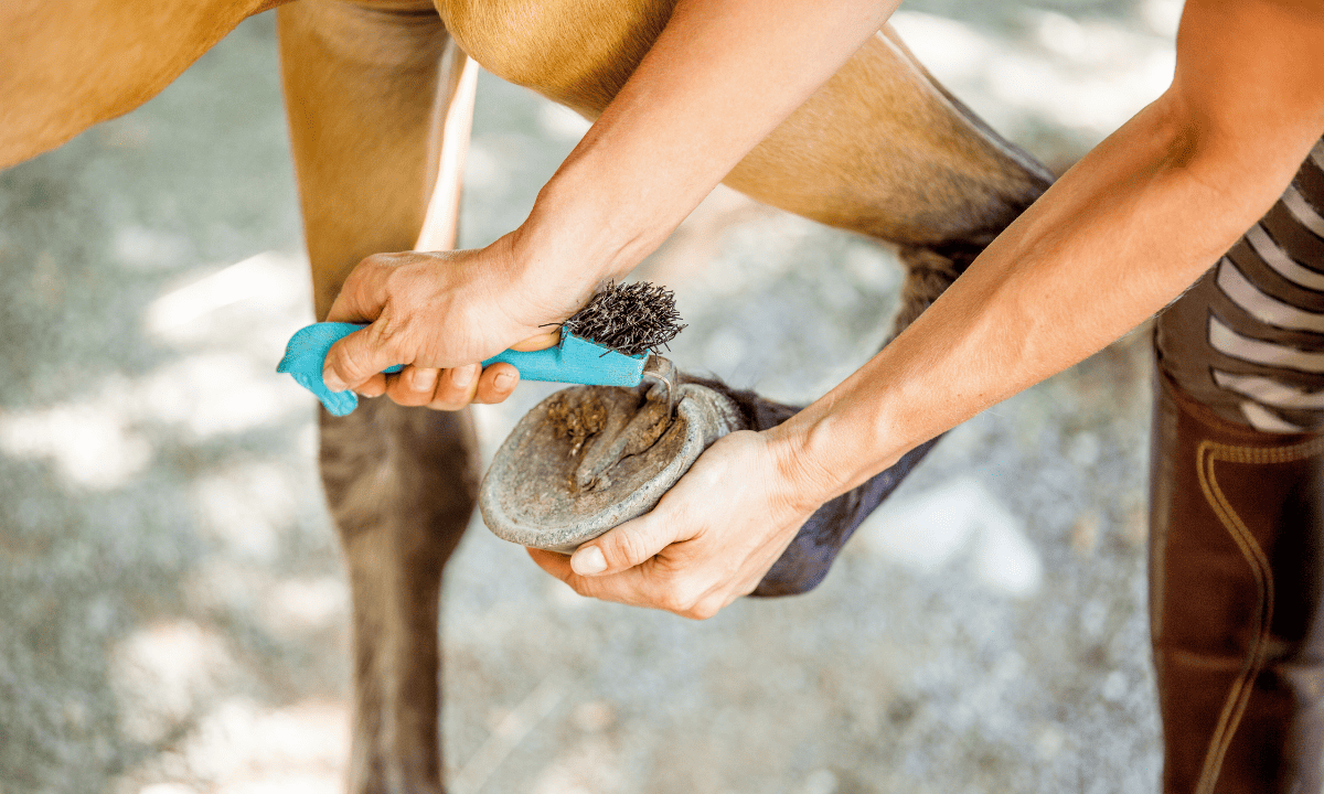 Best Hoof Picks Guide My Top 6 for the Cleanest Hooves