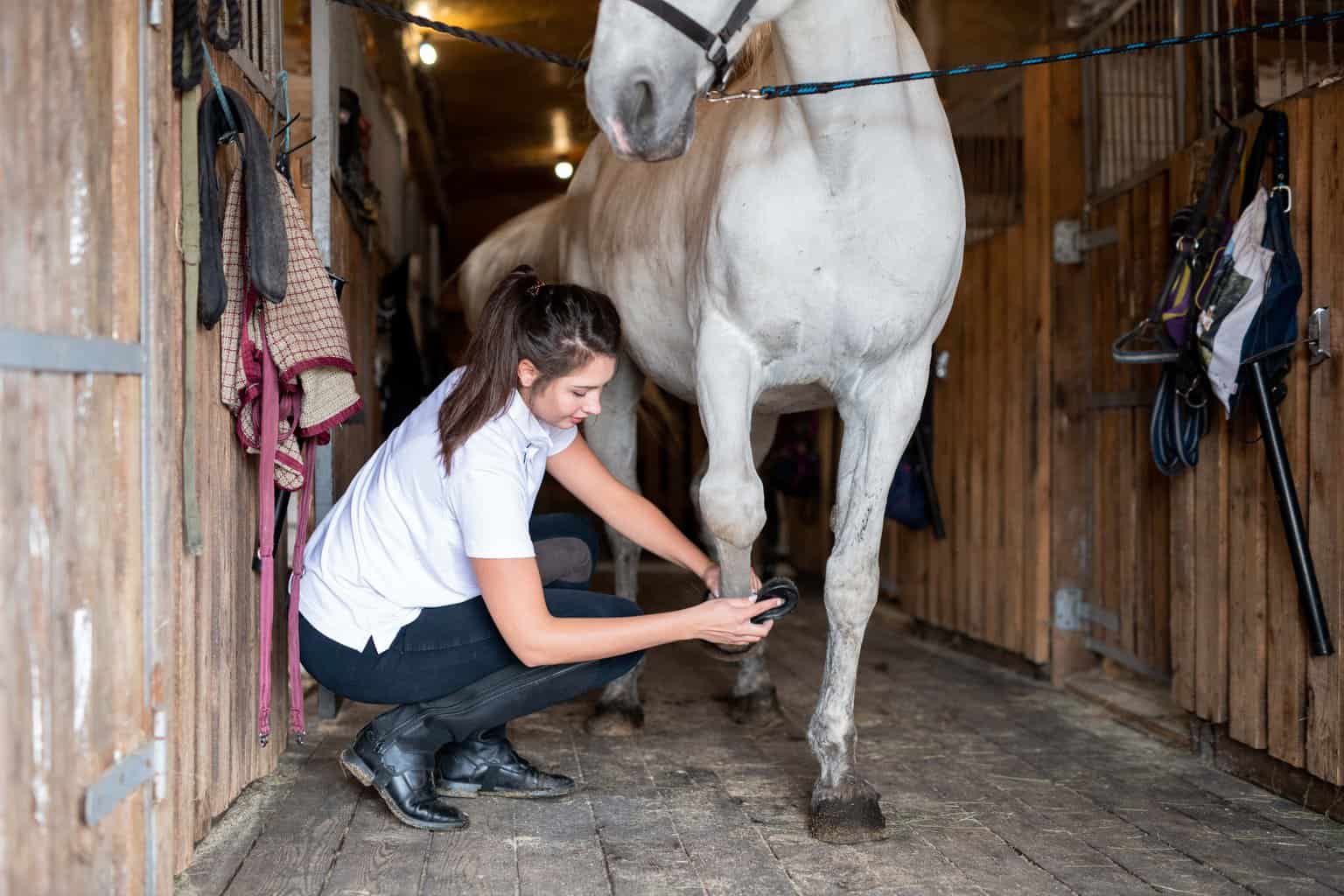 cleaning horse's hoof