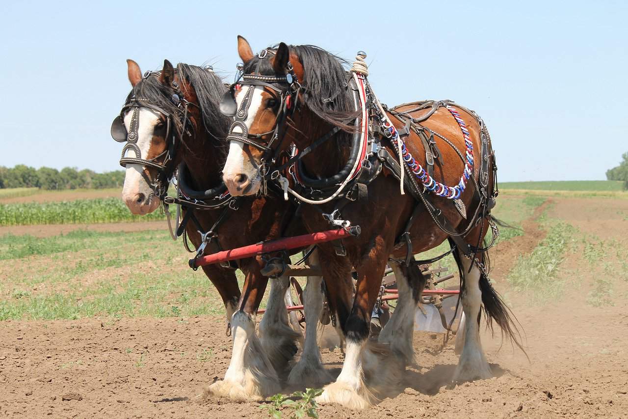 Shire Horse vs Clydesdale Comparison - The Horse and Stable