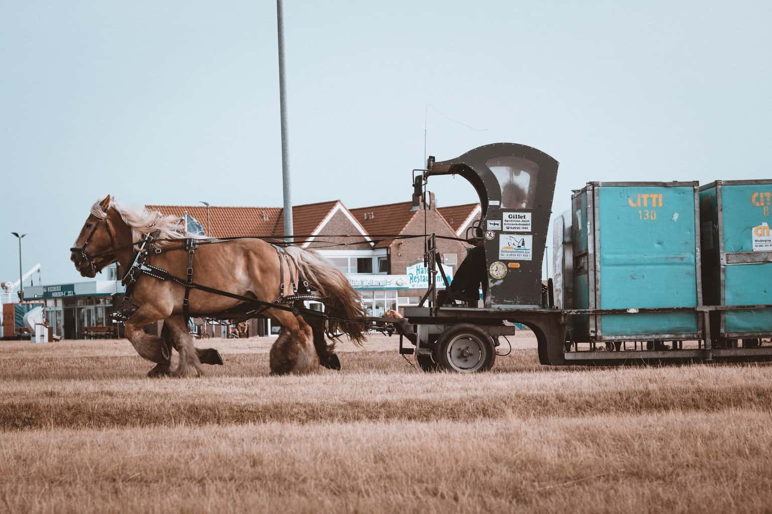 Clydesdale