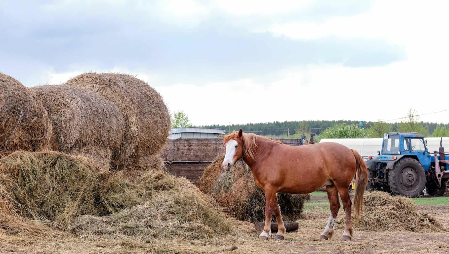 Horse Eat Hay