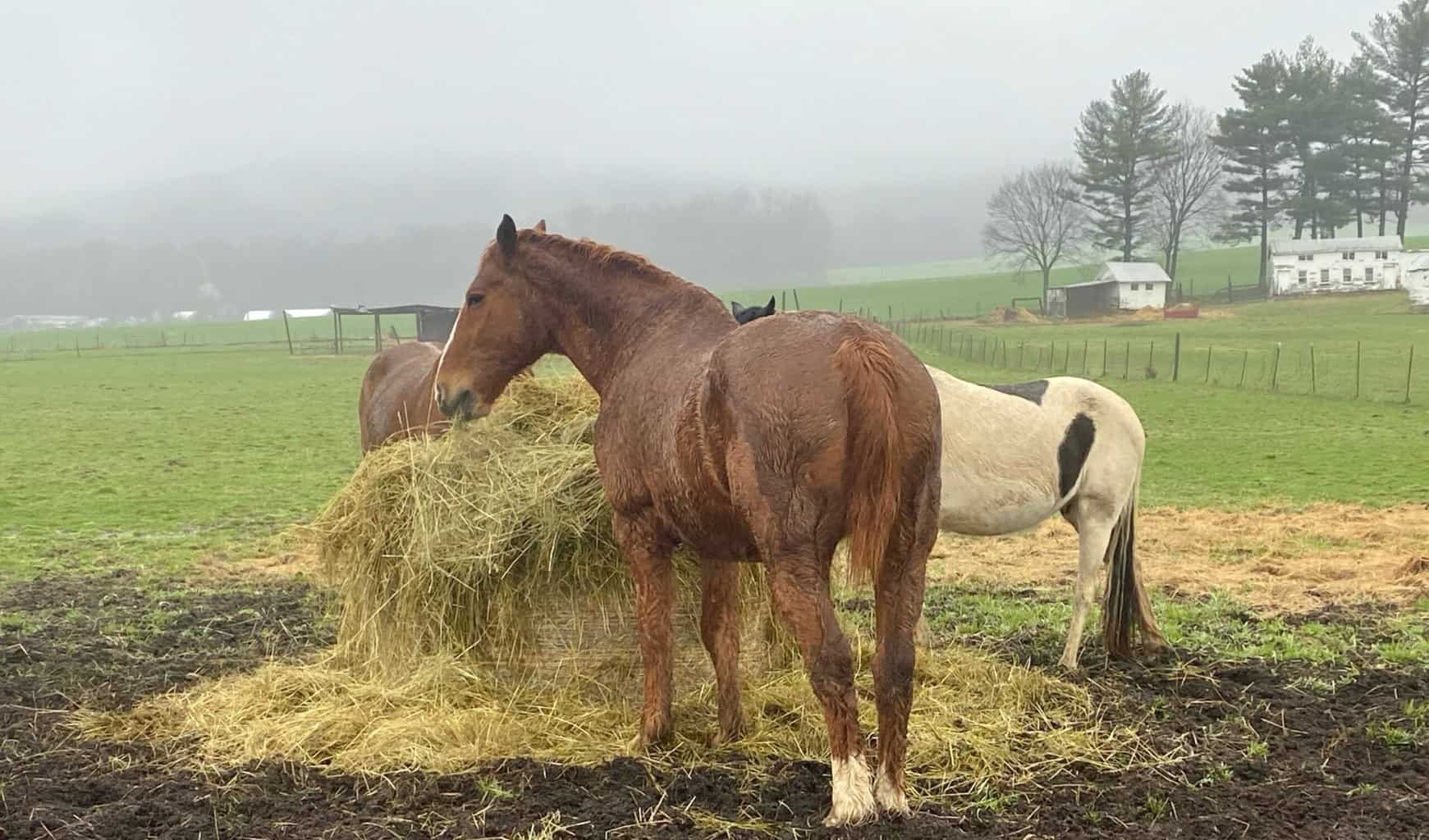 Horses Eating Hay In A Green Gield In Early Spring