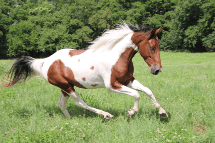 paint horse