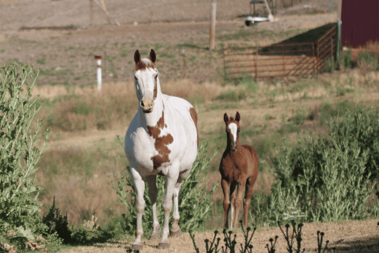 pinto horse