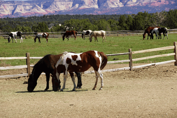 pinto horses on a ranch