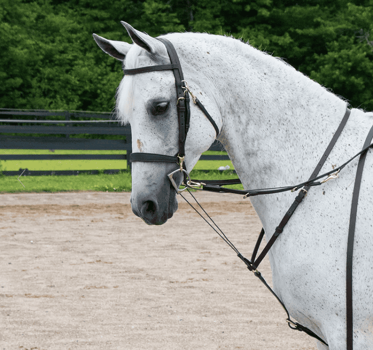 schneider’s premier german martingale