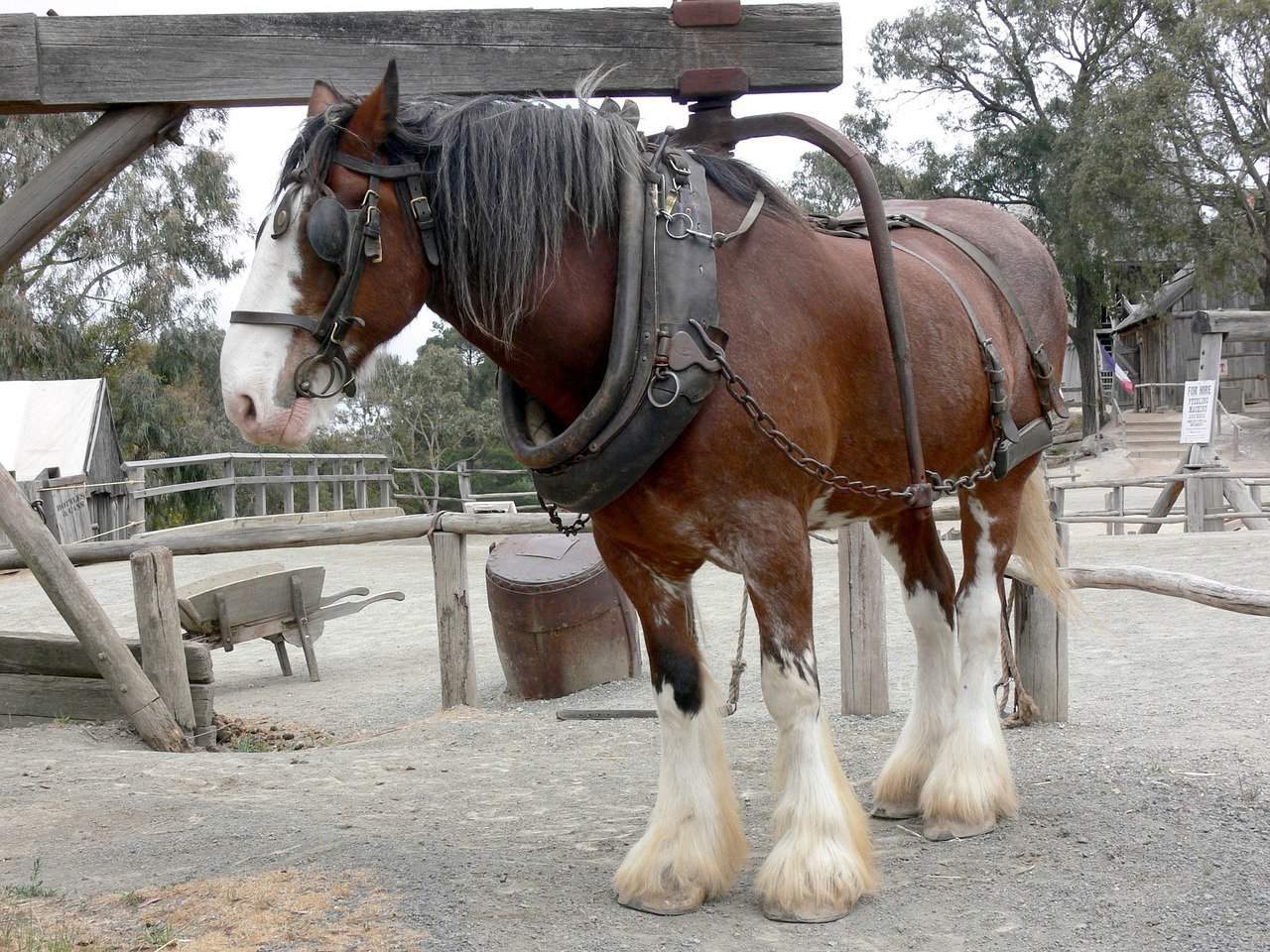 Shire Horse