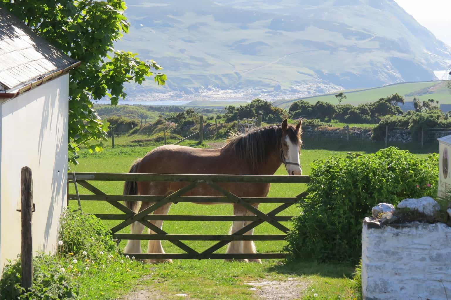 Shire Horse 3