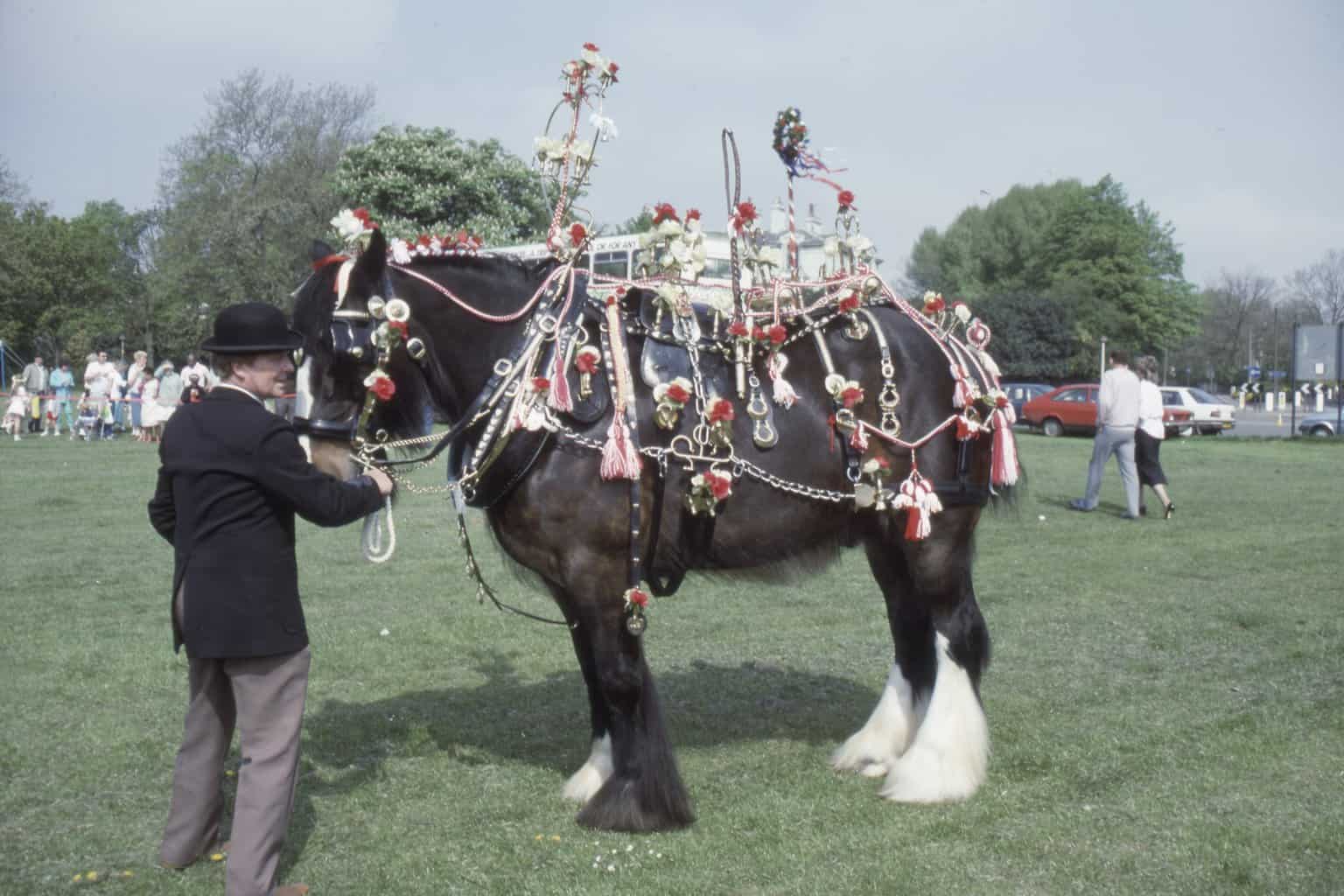 Shire Horse