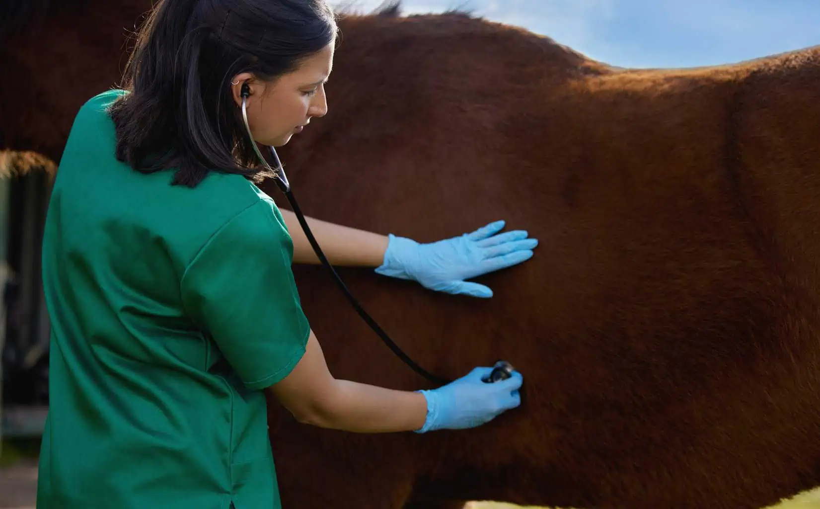 Young Veterinarian Doing A Checkup On A Horse