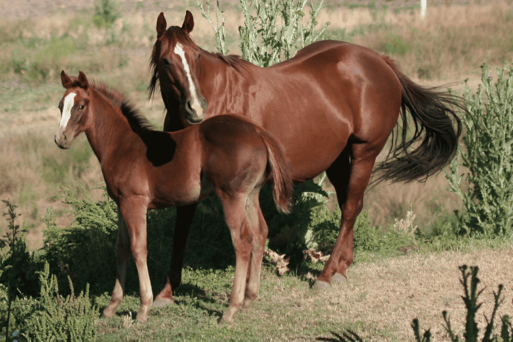 american quarter horse