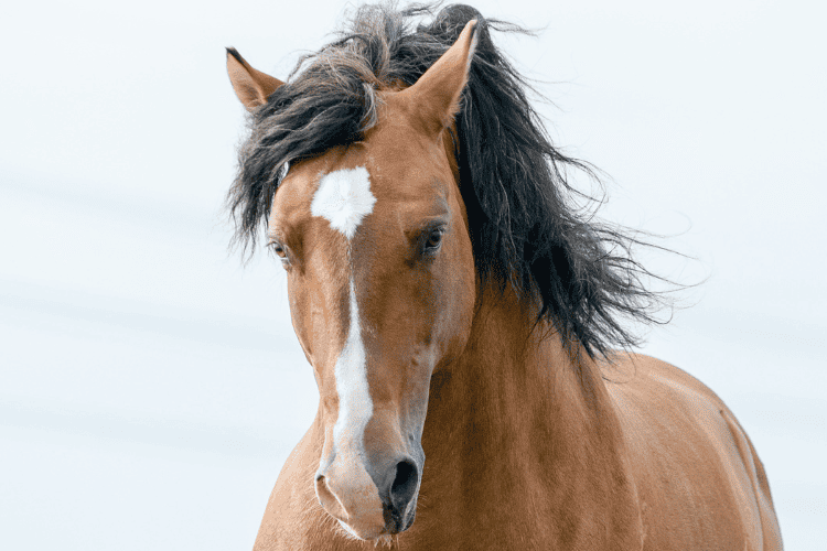 bronco and mustang horse care